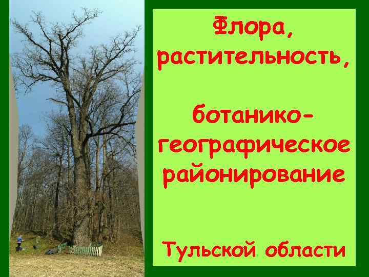 Флора, растительность, ботаникогеографическое районирование Тульской области 