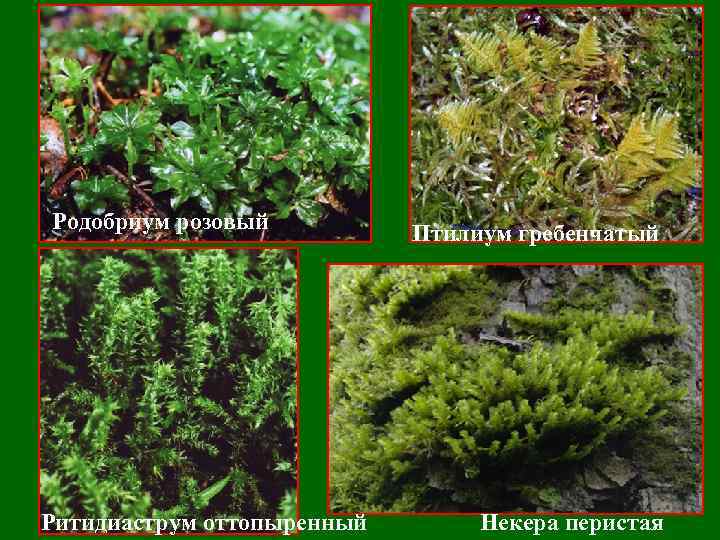 Родобриум розовый Ритидиаструм оттопыренный Птилиум гребенчатый Некера перистая 