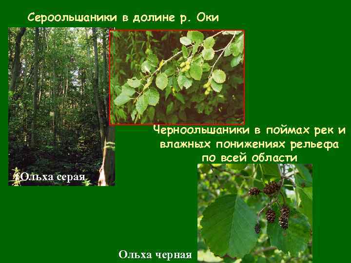 Сероольшаники в долине р. Оки Черноольшаники в поймах рек и влажных понижениях рельефа по