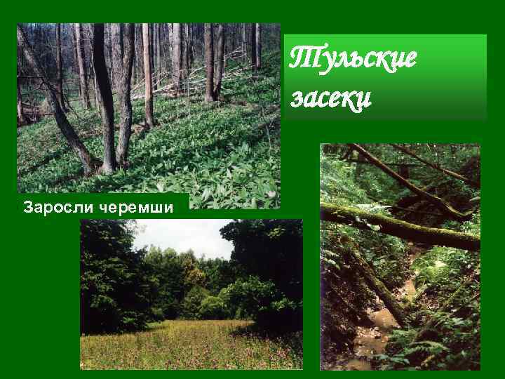 Засеки. Тульские Засеки заповедник. Доклад о заповеднике Тульские Засеки. Животные Тульской Засеки. Заповедники тульского края.