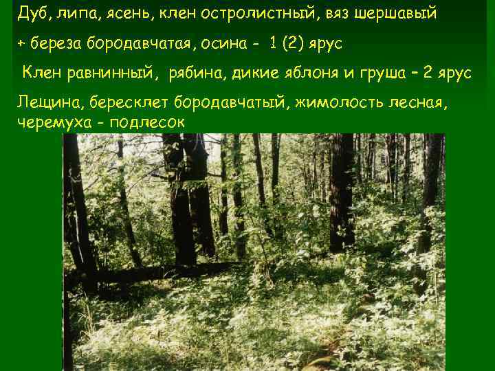 Дуб, липа, ясень, клен остролистный, вяз шершавый + береза бородавчатая, осина - 1 (2)