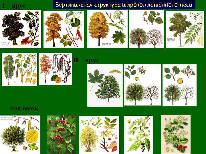 I ярус Вертикальная структура широколиственного леса II подлесок ярус 