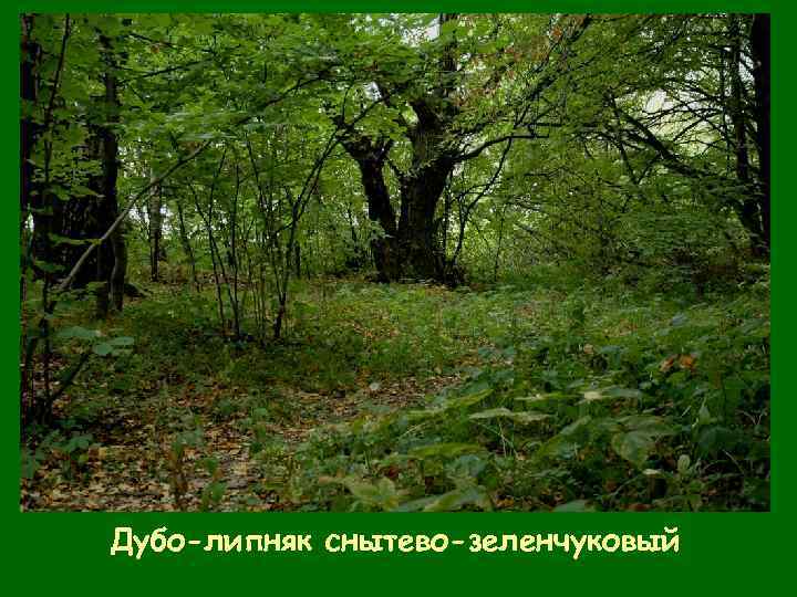 Дубо-липняк снытево-зеленчуковый 