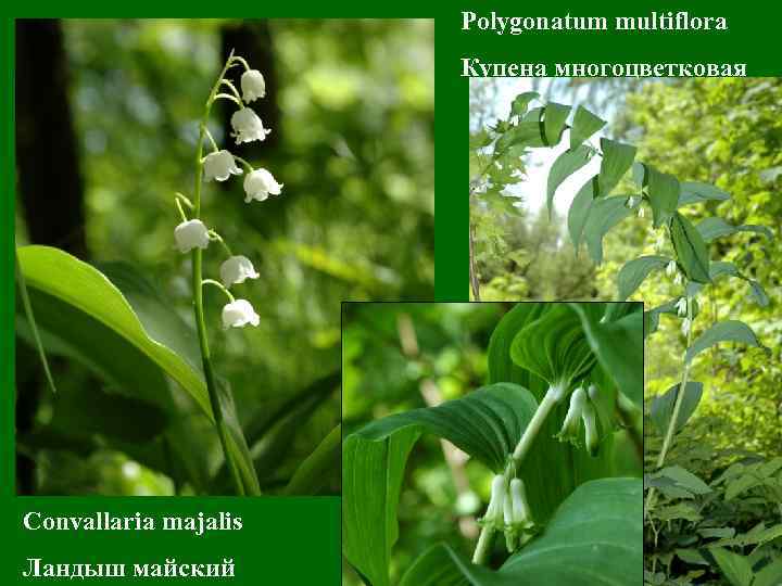 Polygonatum multiflora Купена многоцветковая Convallaria majalis Ландыш майский 