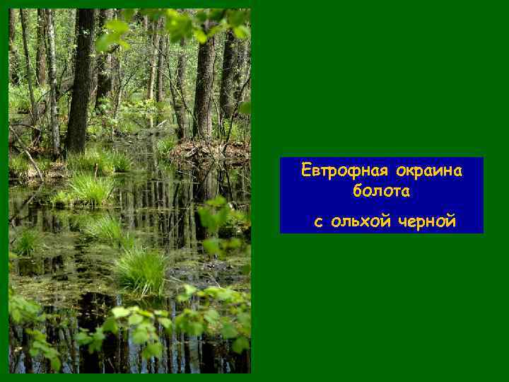 Евтрофная окраина болота с ольхой черной 