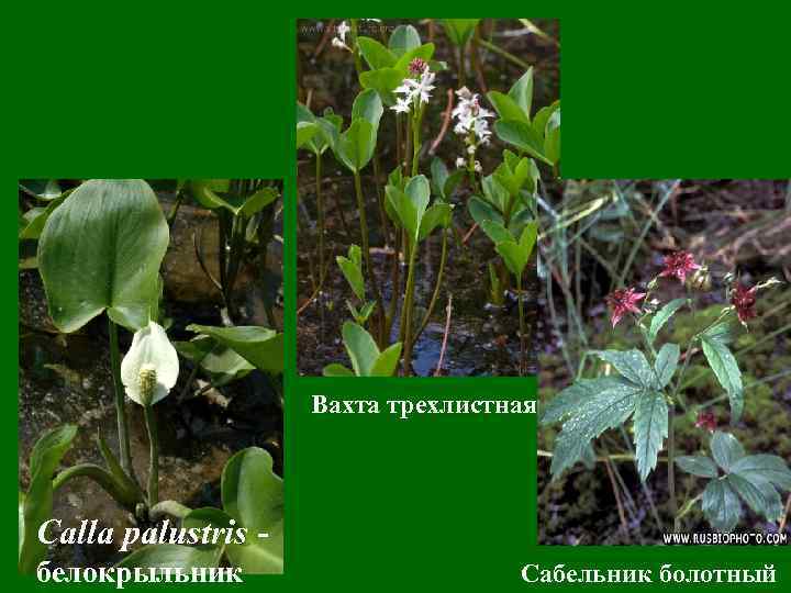 Вахта трехлистная Calla palustris белокрыльник Сабельник болотный 