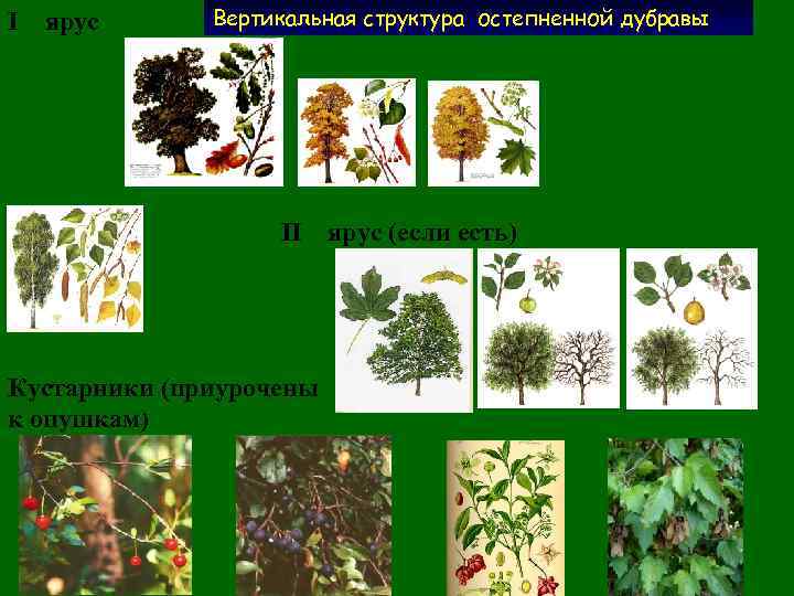 Рассмотрите рисунок на котором изображены растения характерны для соснового леса и дубравы ответ