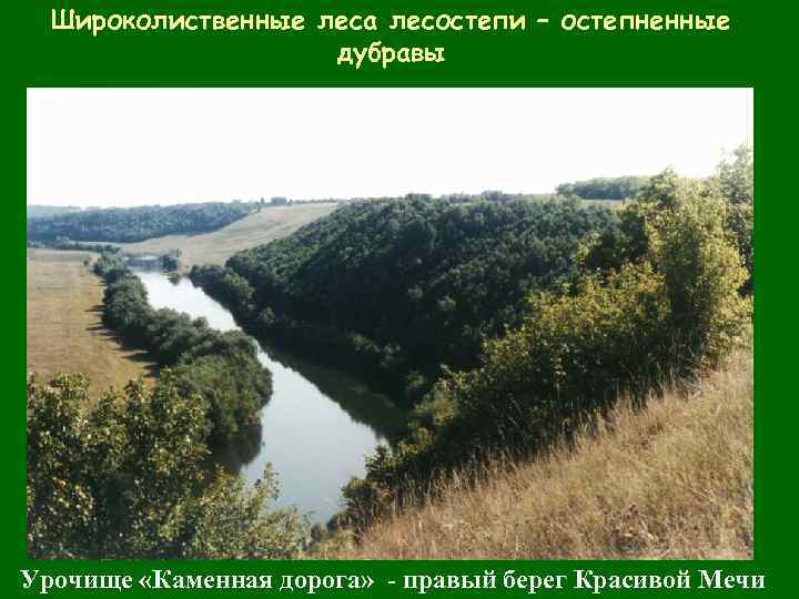 Широколиственные леса лесостепи – остепненные дубравы Урочище «Каменная дорога» - правый берег Красивой Мечи