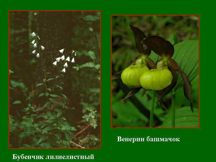 Венерин башмачок Бубенчик лилиелистный 