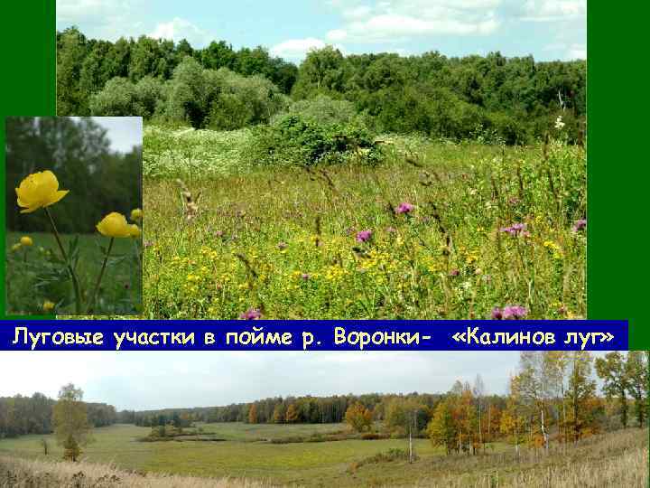 Луговые участки в пойме р. Воронки- «Калинов луг» 