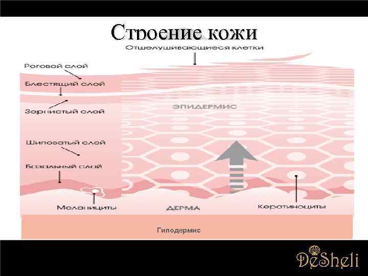 Строение кожи Гиподермис 