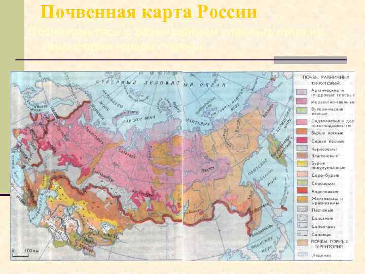 Почвенная карта России Познакомьтесь с размещением главных почв на территории нашей страны 