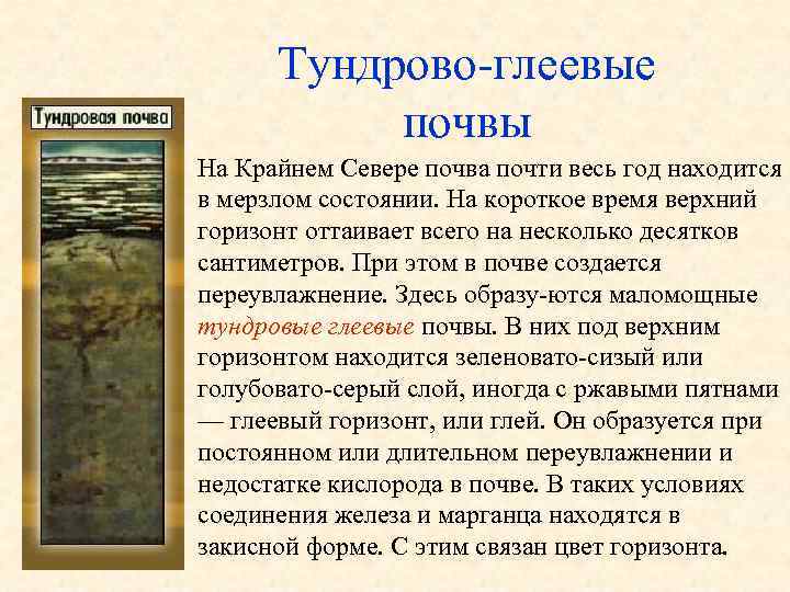 Тундрово глеевые почвы На Крайнем Севере почва почти весь год находится в мерзлом состоянии.