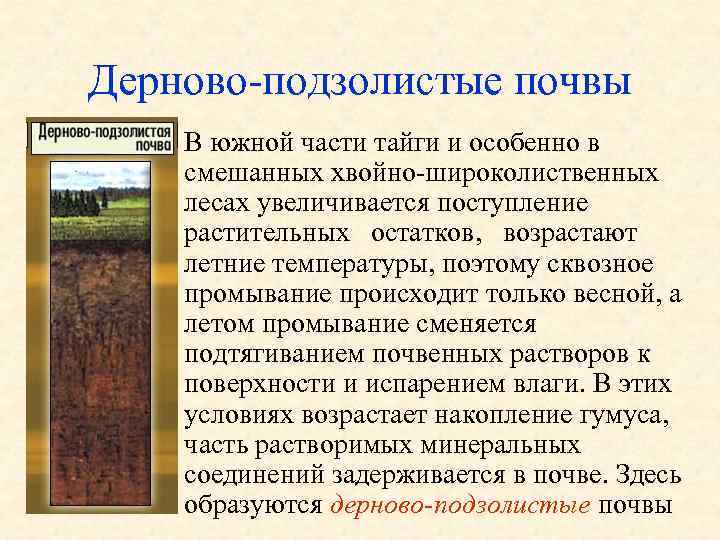 Дерново подзолистые почвы • В южной части тайги и особенно в смешанных хвойно широколиственных