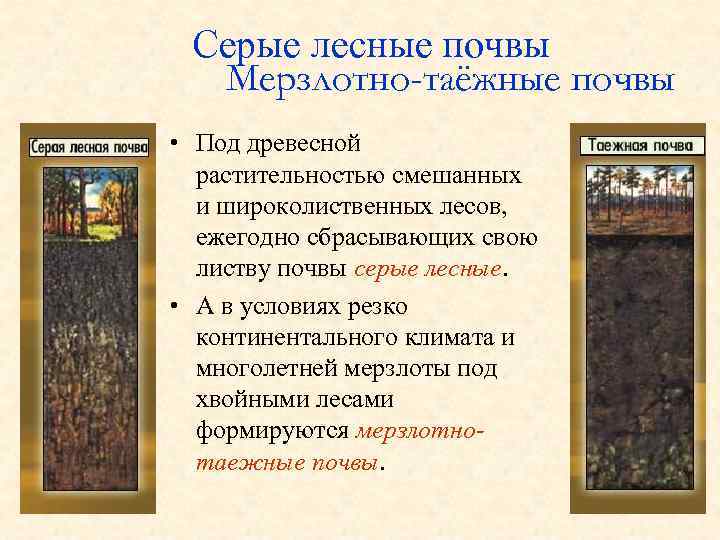 Серые лесные почвы Мерзлотно-таёжные почвы • Под древесной растительностью смешанных и широколиственных лесов, ежегодно