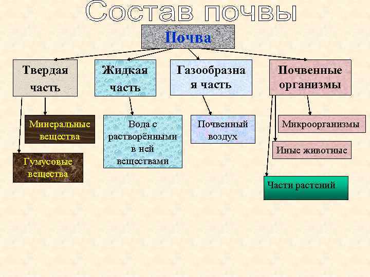 Почва Твердая часть Минеральные вещества Гумусовые вещества Жидкая часть Газообразна я часть Вода с