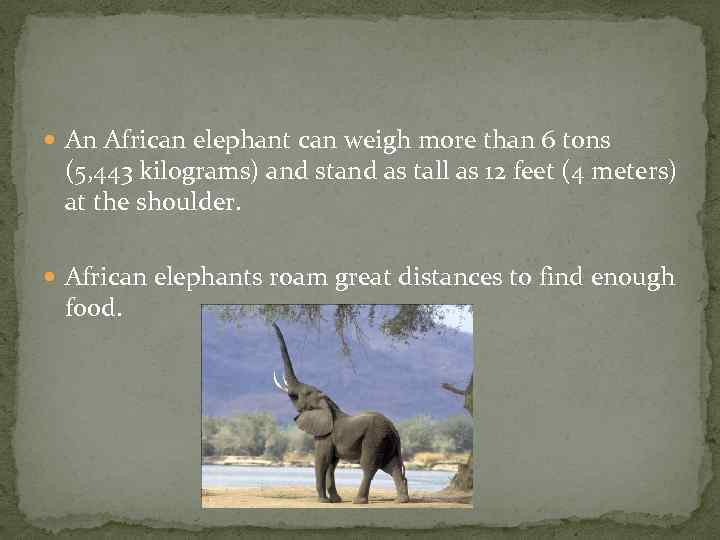  An African elephant can weigh more than 6 tons (5, 443 kilograms) and