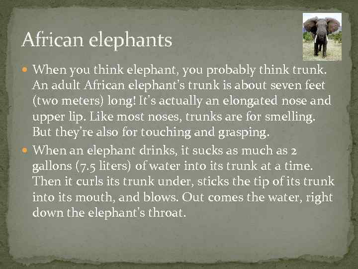 African elephants When you think elephant, you probably think trunk. An adult African elephant's