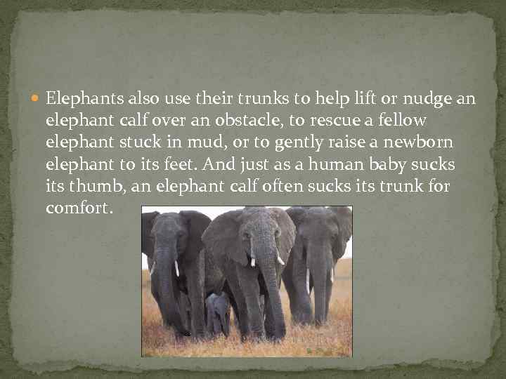  Elephants also use their trunks to help lift or nudge an elephant calf