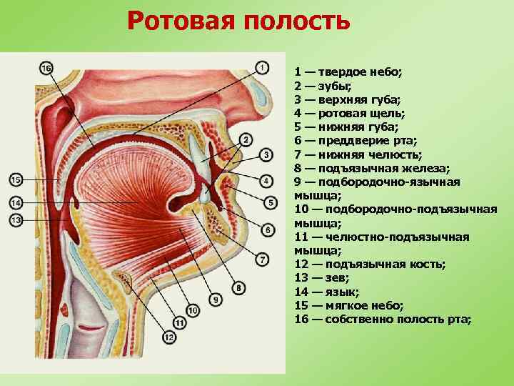 Полость рта представлена. Строение ротовой полости на латыни. Строение мышц ротовой полости. Анатомическое строение ротовой полости. Ротовая полость анатомия человека функции.