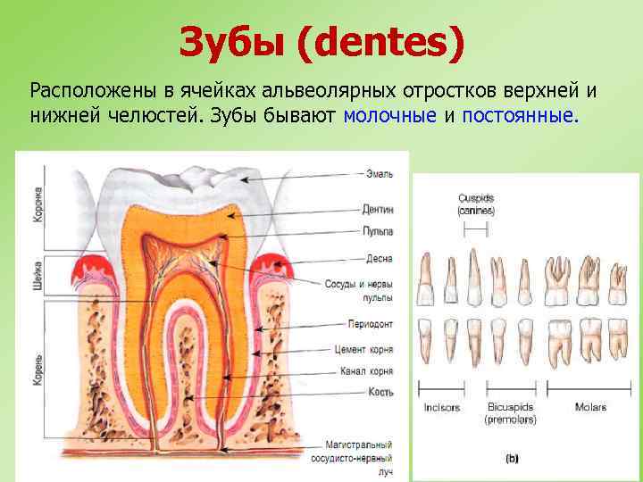 Зубы (dentes) Расположены в ячейках альвеолярных отростков верхней и нижней челюстей. Зубы бывают молочные