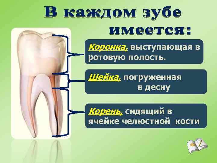 Коронка, выступающая в ротовую полость. Шейка, погруженная в десну Корень, сидящий в ячейке челюстной