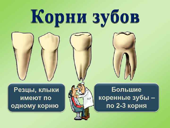 Резцы, клыки имеют по одному корню Большие коренные зубы – по 2 -3 корня
