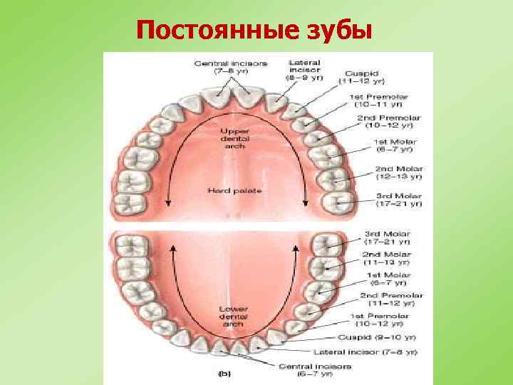 Постоянные зубы 