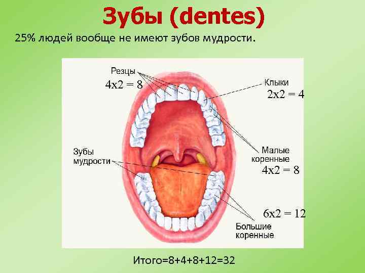 Зубы (dentes) 25% людей вообще не имеют зубов мудрости. 4 x 2 = 8