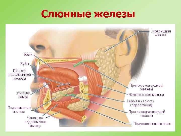 Слюнные железы 