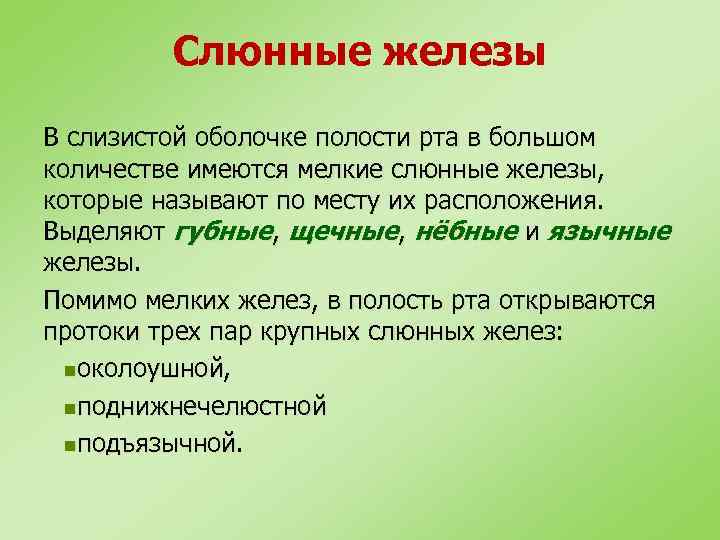 Слюнные железы В слизистой оболочке полости рта в большом количестве имеются мелкие слюнные железы,