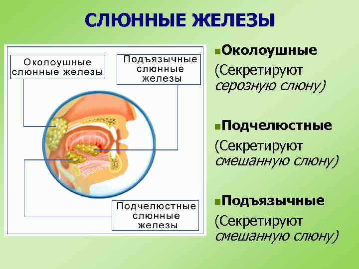 СЛЮННЫЕ ЖЕЛЕЗЫ n. Околоушные (Секретируют серозную слюну) n. Подчелюстные (Секретируют смешанную слюну) n. Подъязычные