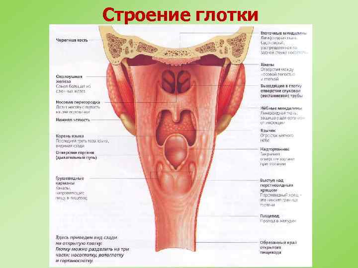 Строение глотки 