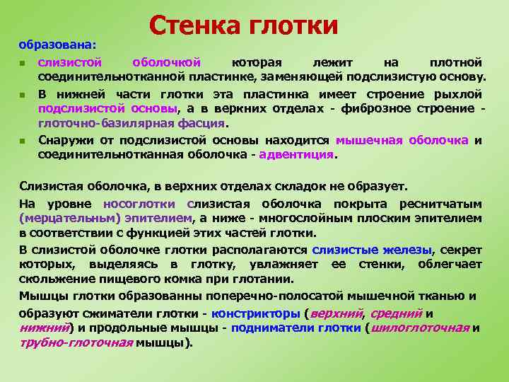 Стенка глотки образована: n слизистой оболочкой которая лежит на плотной соединительнотканной пластинке, заменяющей подслизистую