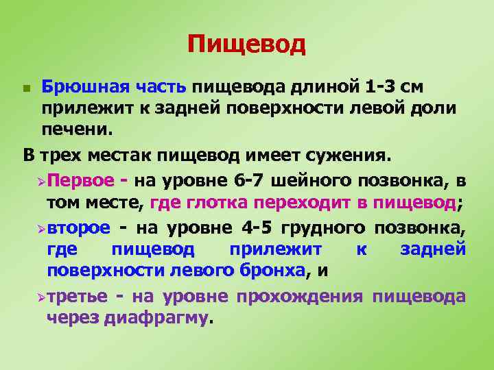 Пищевод Брюшная часть пищевода длиной 1 -3 см прилежит к задней поверхности левой доли