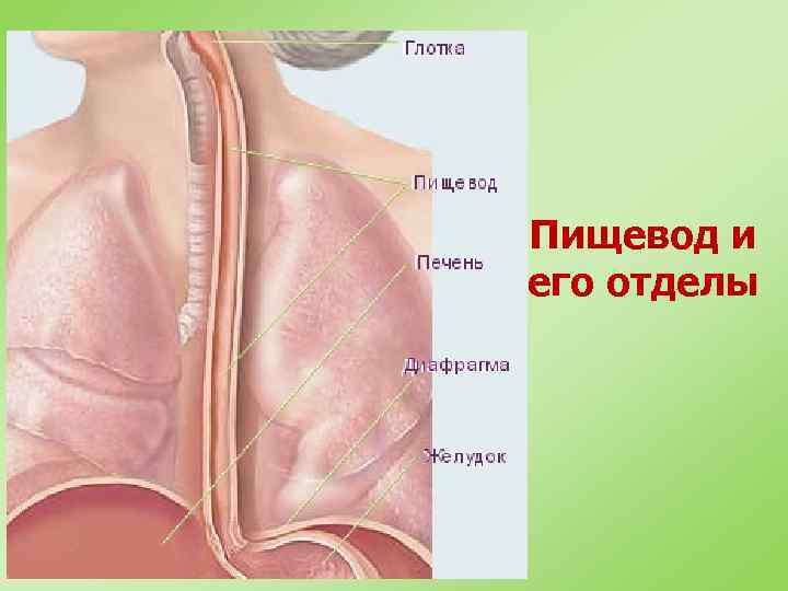 Пищевод и его отделы 