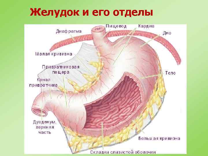 Желудок и его отделы 