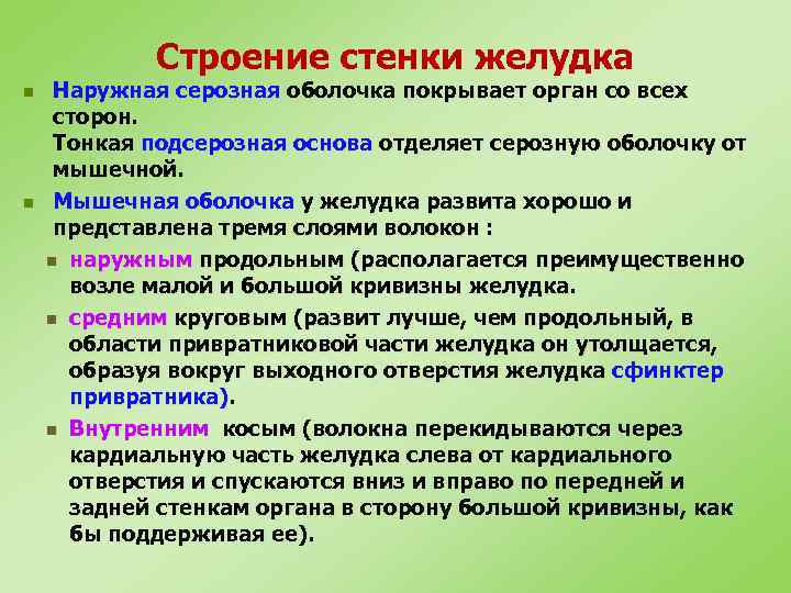 Строение стенки желудка n n Наружная серозная оболочка покрывает орган со всех сторон. Тонкая