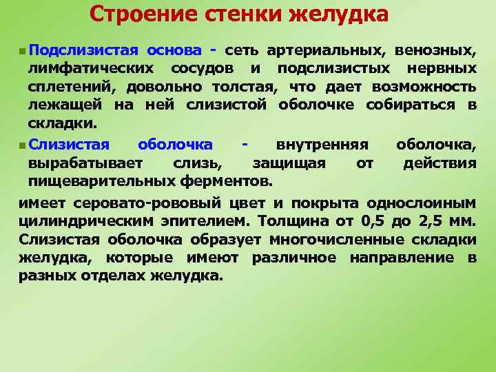 Строение стенки желудка n Подслизистая основа - сеть артериальных, венозных, лимфатических сосудов и подслизистых