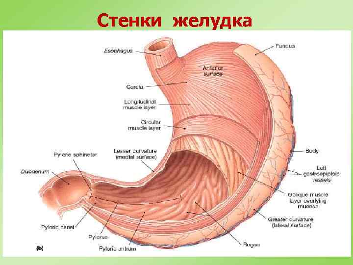 Стенки желудка 