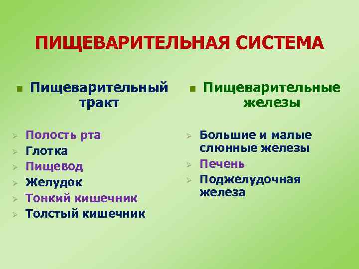 ПИЩЕВАРИТЕЛЬНАЯ СИСТЕМА n Ø Ø Ø Пищеварительный тракт Полость рта Глотка Пищевод Желудок Тонкий