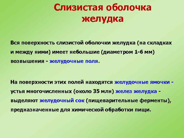 Слизистая оболочка желудка Вся поверхность слизистой оболочки желудка (на складках и между ними) имеет