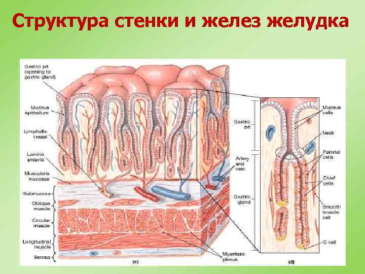 Слизистый орган. Структура стенки и желез желудка. Схема строения стенки полого органа. Строение слоев стенки полого органа. Желудок стенка строение и строение.