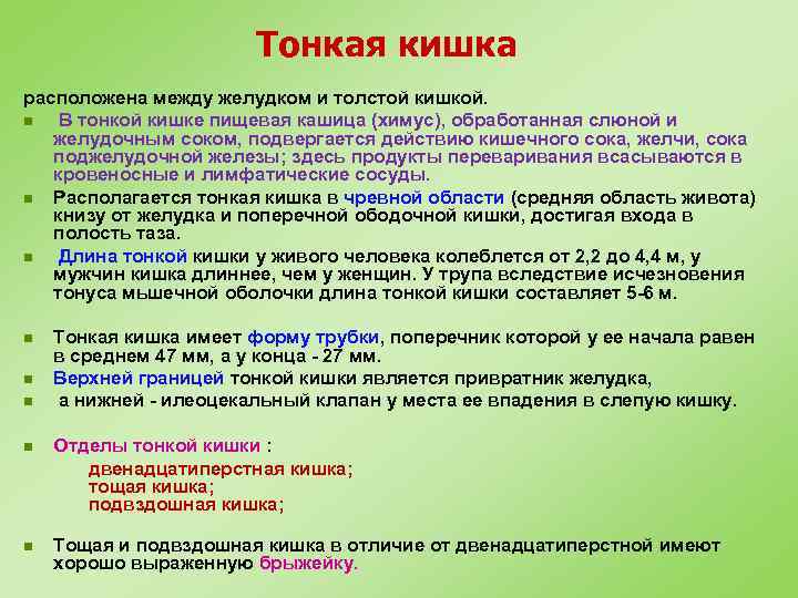 Тонкая кишка расположена между желудком и толстой кишкой. n В тонкой кишке пищевая кашица