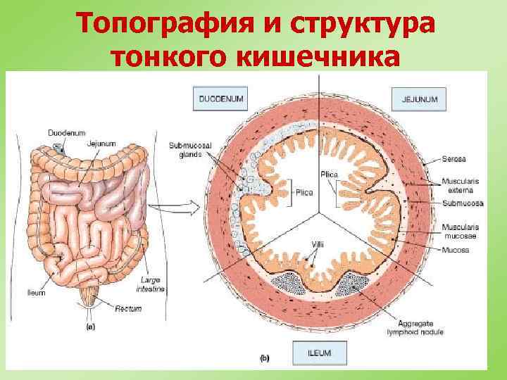 Как называется элемент строения тонкой кишки