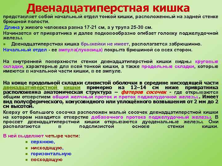 Двенадцатиперстная кишка представляет собой начальный отдел тонкой кишки, расположенный на задней стенке брюшной полости.