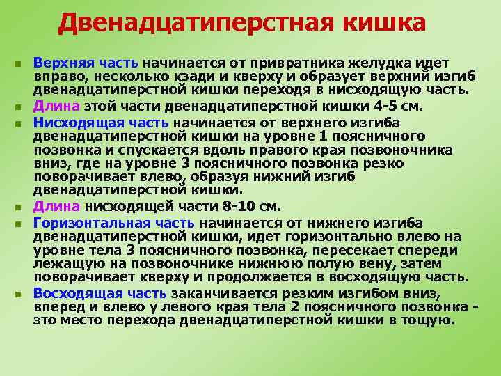 Двенадцатиперстная кишка n n n Верхняя часть начинается от привратника желудка идет вправо, несколько