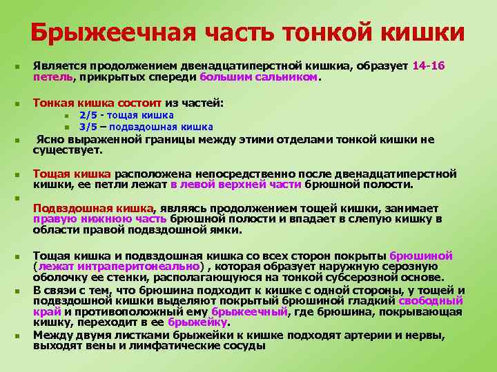 Брыжеечная часть тонкой кишки n Является продолжением двенадцатиперстной кишкиа, образует 14 -16 петель, прикрытых