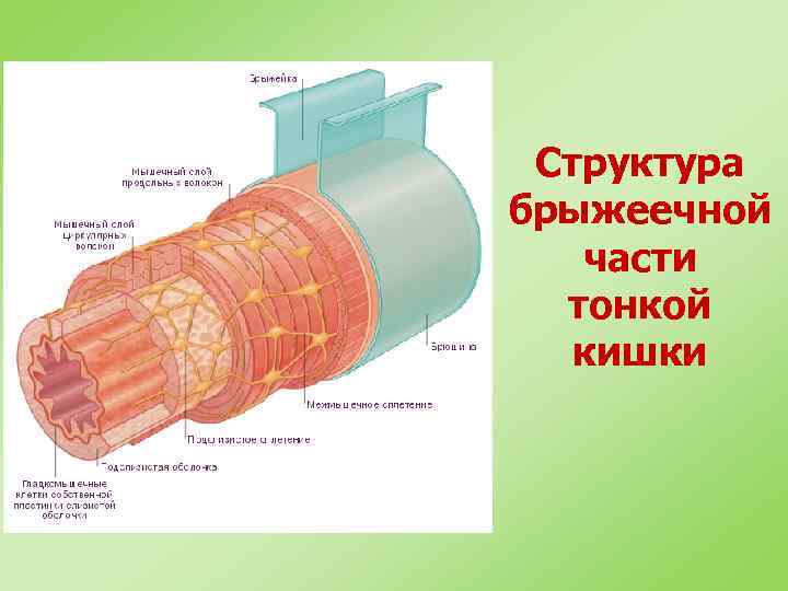 Структура брыжеечной части тонкой кишки 
