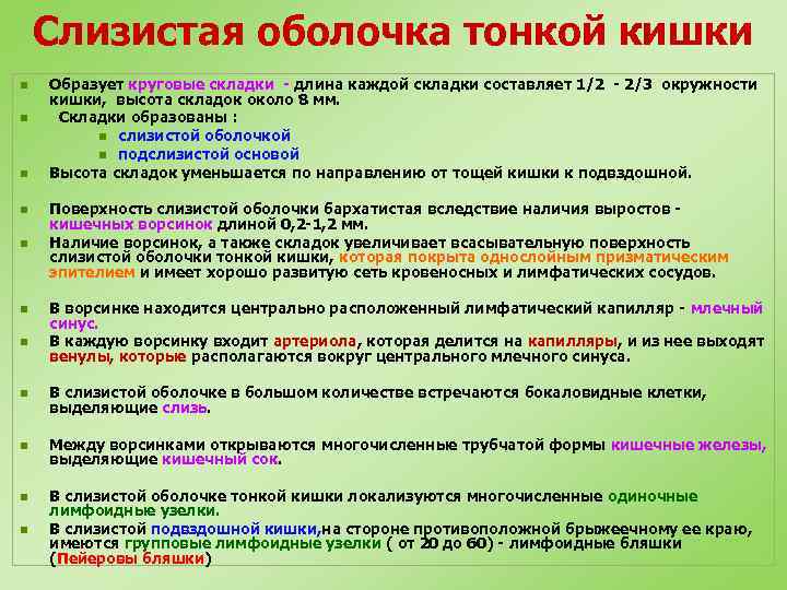 Слизистая оболочка тонкой кишки n n n n Образует круговые складки - длина каждой